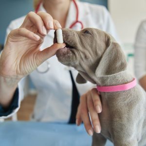 Some vitamins for small puppy